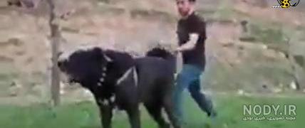 عکس انواع سگ های سرابی عکس انواع سگ های سرابی