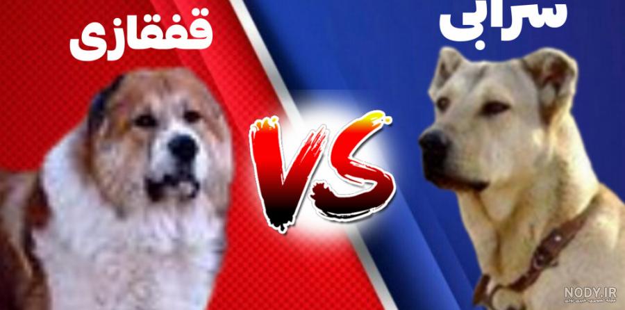 عکس بزرگترین سگ های سرابی عکس بزرگترین سگ های سرابی