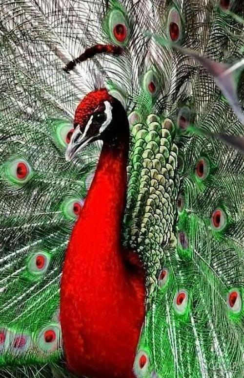 عکس بچه طاووس زیبا