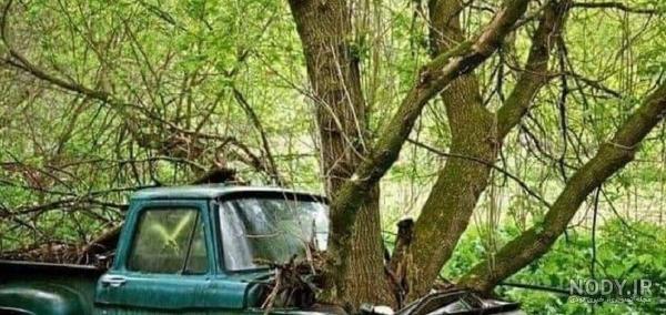 عکس سگ های سرابی جنگی عکس سگ های سرابی جنگی