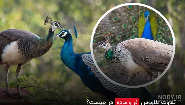 عکس طاووس ماده سفید