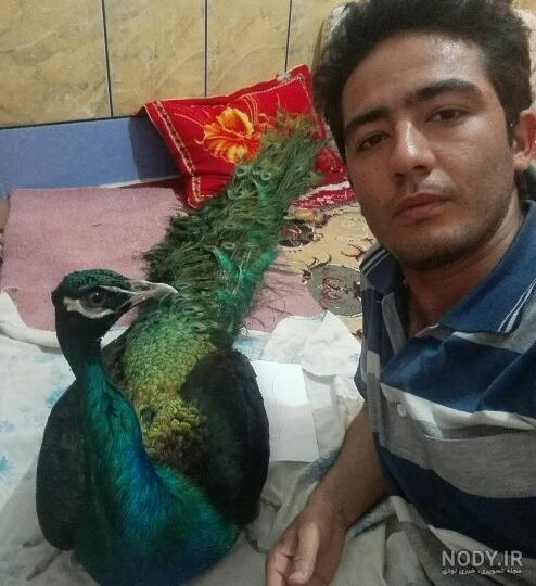 عکس و فیلم از طاووس هایی که خودم تو خونه دارم