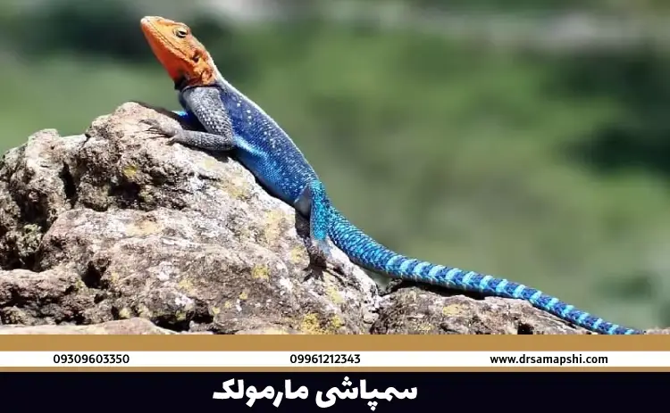 عکس مارمولک - عکس نودی