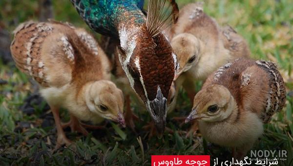 فرق طاووس نر و ماده چیست؟ - ستاره