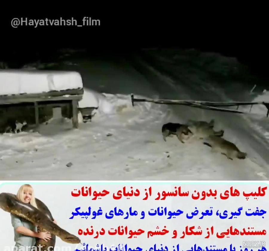 مستند سگ گرگی و گرگ های شگفت انگیزی که باور نم یکنید وجود داشته باشند!