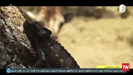موساسور بزرگترین مارمولک تاریخ زمین را بشناسید