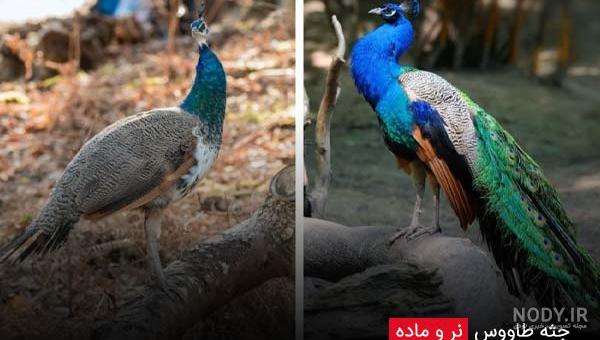 همه چیز در مورد طاووس زیباترین پرنده جهان + تفاوت نژاد نر و ماده ...