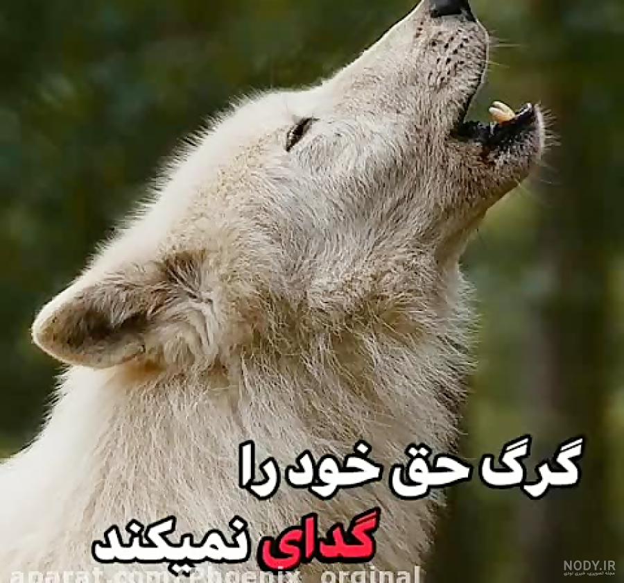 استوری گرگ
