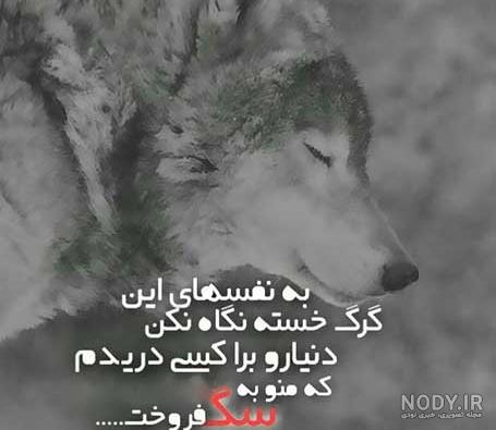 استوری گرگ زخمی استوری گرگ زخمی
