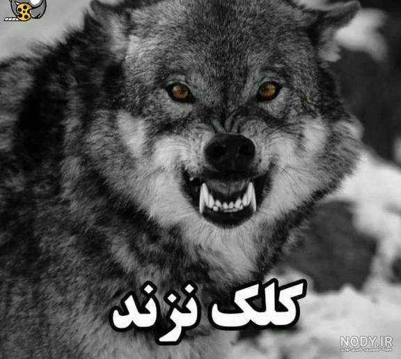 استوری گرگ صفت استوری گرگ صفت