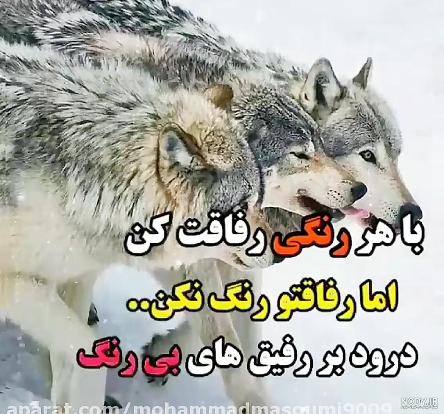 استوری گرگ غمگین استوری گرگ غمگین