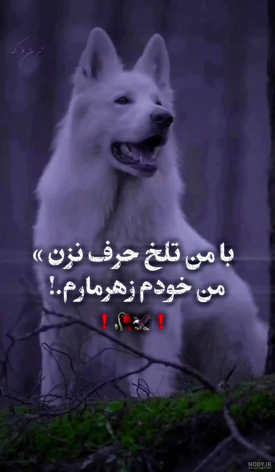 استوری گرگان استوری گرگان