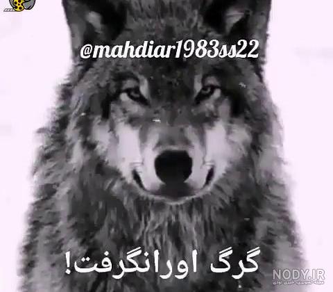 ترسناکتر از انسان.... 🖤, ., ., #سنگین #مفهومی #تلخ #غمگین #گرگ ترسناکتر از انسان.... 🖤, ., ., #سنگین #مفهومی #تلخ #غمگین #گرگ