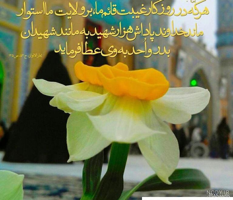 عکس های ترسناک از گرگ