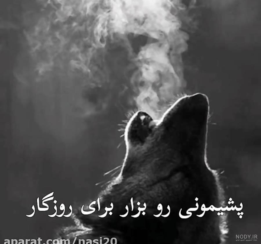 عکس غمگین گرگ عکس غمگین گرگ