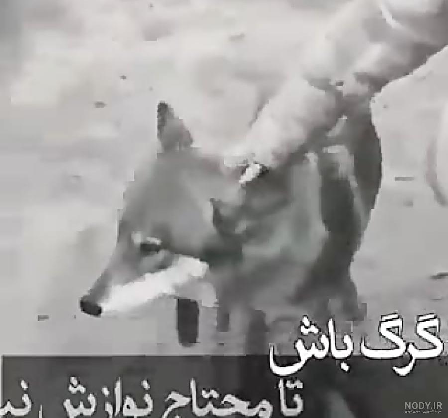 عکس گرگ برای پروفایل واتساپ عکس گرگ برای پروفایل واتساپ