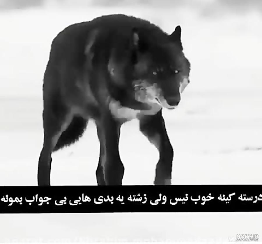 عکس گرگ برای پس زمینه موبایل + والپیپر عکس گرگ برای بک گراند ... عکس گرگ برای پس زمینه موبایل + والپیپر عکس گرگ برای بک گراند ...