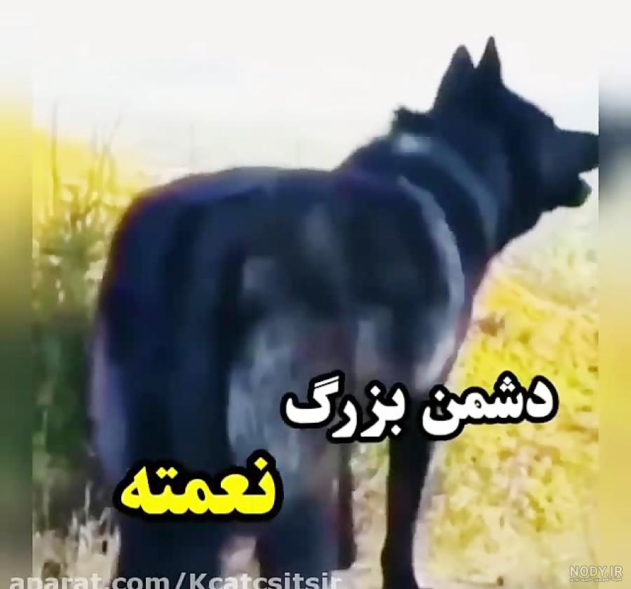 عکس گرگ پروفایل پسرانه ️ [ بهترین تصاویر ]