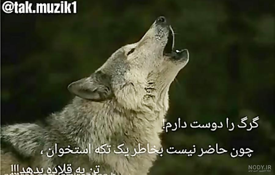 فرق است میان گرگی که گرگ به دنیاآمدوآدمی که گرگ صفت میشود.... فرق است میان گرگی که گرگ به دنیاآمدوآدمی که گرگ صفت میشود....