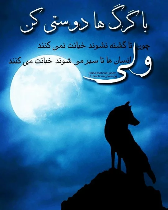 متن زیبا همراه با عکس گرگ متن زیبا همراه با عکس گرگ