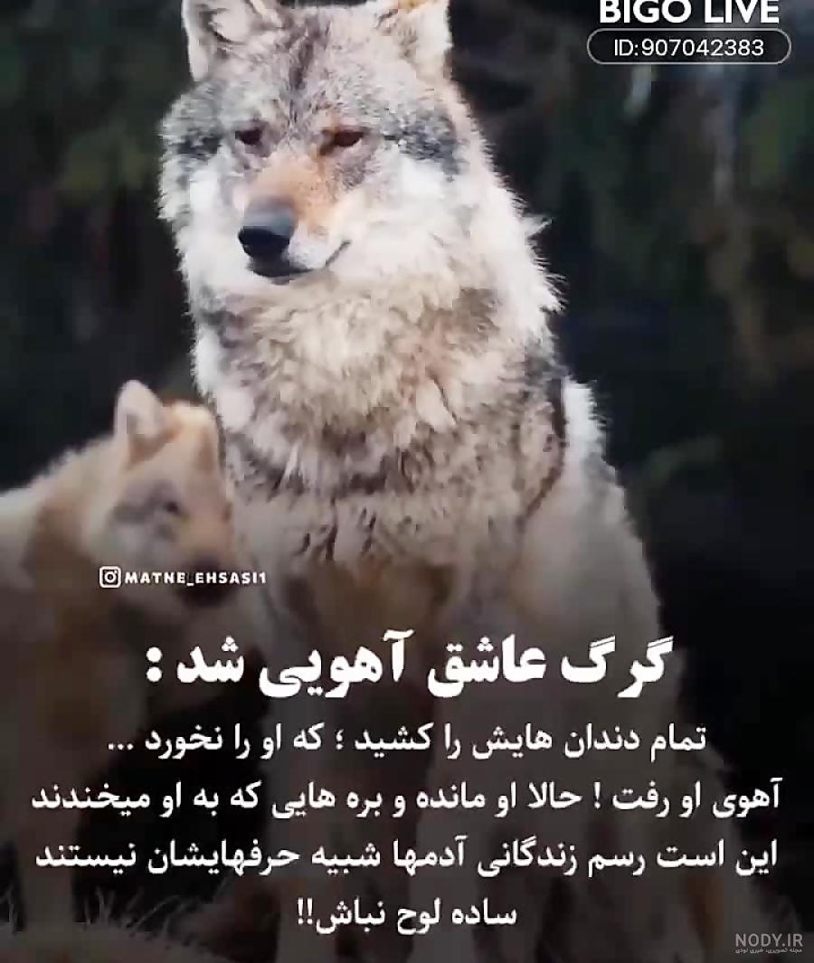 متن زیبا همراه با عکس گرگ متن زیبا همراه با عکس گرگ