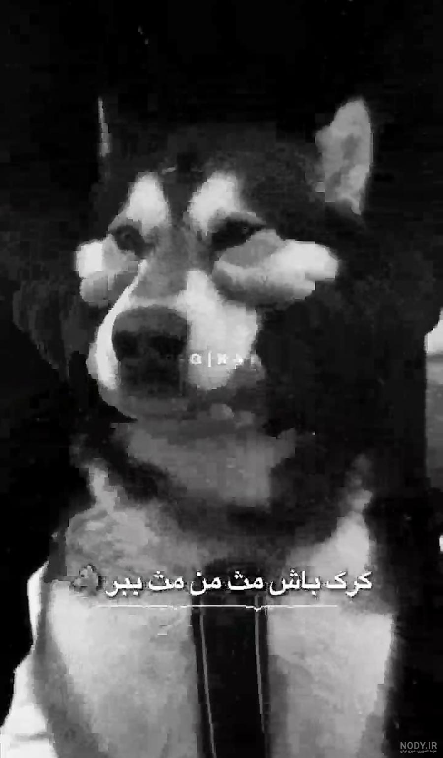 کلیپ دپ خفن گرگ باش برای وضعیت واتساپ