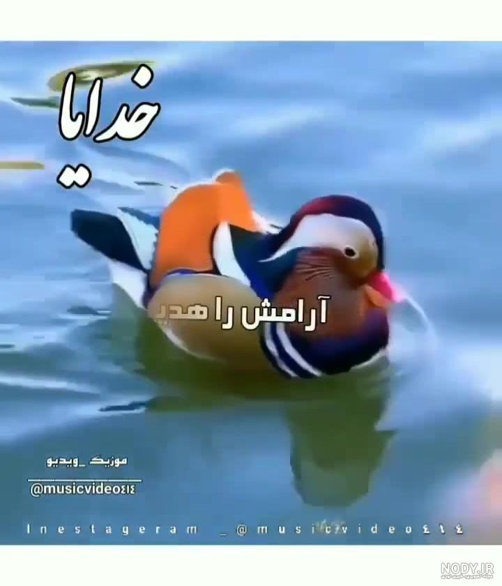 کلیپ صبح بخیر برای گروه واتساپ و استوری