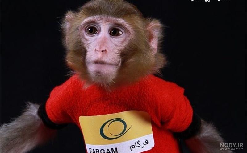 آزمون شناسایی تفاوتهای میمون بامزه: فقط یک نابغه واقعی می تواند 5 ...