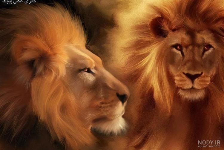 دانلود عکس شیر پیر در جنگل دانلود عکس شیر پیر در جنگل