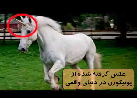 عکس اسب تک شاخ واقعی رنگارنگ عکس اسب تک شاخ واقعی رنگارنگ