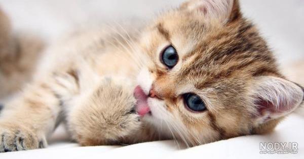 عکس های بچه گربه کوچولو عکس های بچه گربه کوچولو