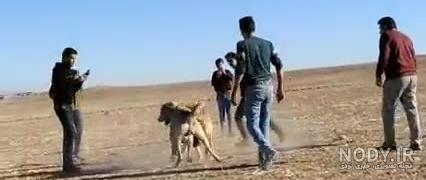 عکس سگ سرابی اصیل بزرگ جنگی عکس سگ سرابی اصیل بزرگ جنگی
