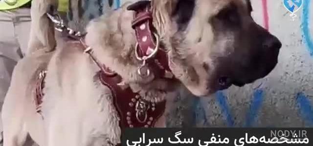 عکس سگ سرابی اصیل جنگی