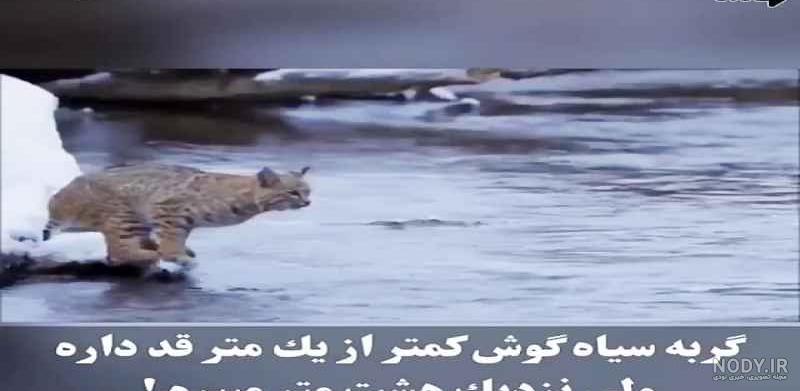 معرفی گربه کاراکال یا سیاه گوش | (یوزپلنگ‌های کوچک خانگی)