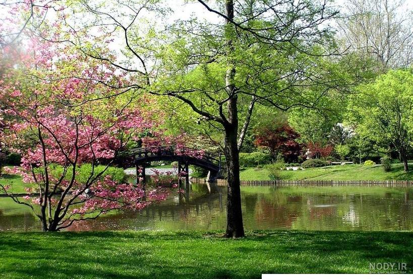صحنه طبیعت پاییزی صبح زیبا جنگل و چمنزار قدیمی مه آلود با پرتوهای ... صحنه طبیعت پاییزی صبح زیبا جنگل و چمنزار قدیمی مه آلود با پرتوهای ...