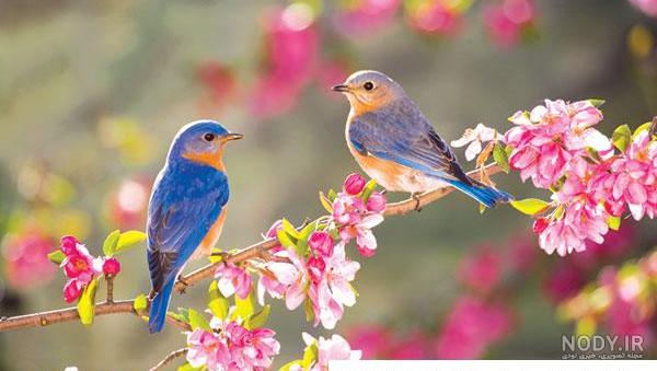 عکس از صبحانه در طبیعت عکس از صبحانه در طبیعت