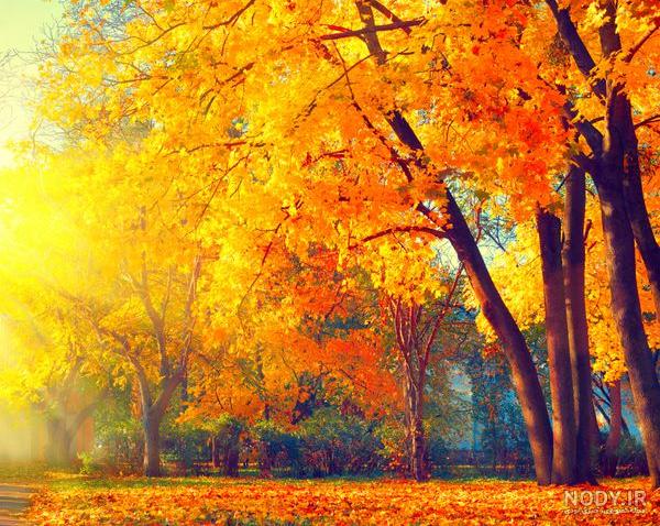 عکس صبحانه در طبیعت پاییز عکس صبحانه در طبیعت پاییز