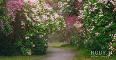 عکس منظره طبیعی با کیفیت بالا