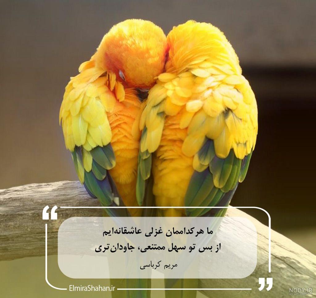 تخم نطفه دار طوطی تضمینی | بروزرسانی قیمت ۵ روز پیش + تخفیف