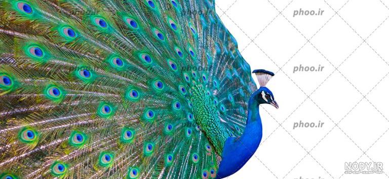 عکس طاووس آبی با پر های رنگی زیبا در پس زمینه سفید – عکس با کیفیت و ...