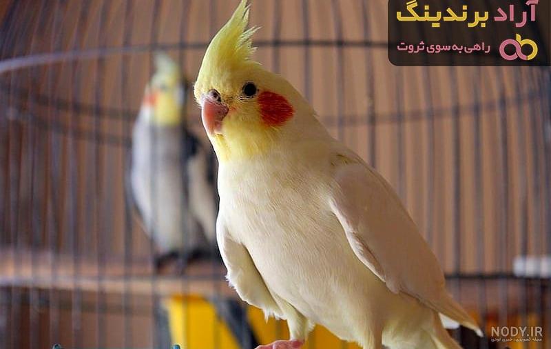 فروش طوطی کونور تاج طلایی پت دیتا,آگهی حیوانات خانگی,فروش سگ پلیس ...