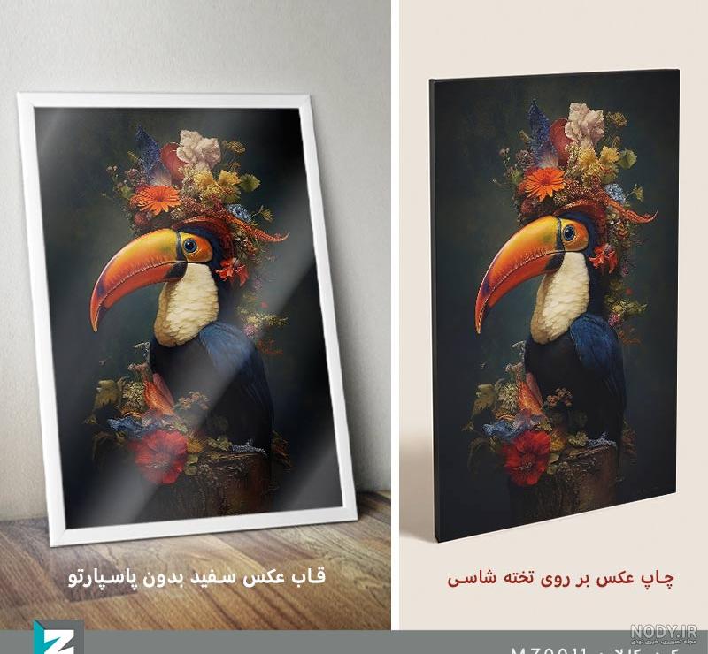 مجموعه ای زیبا از عکس طوطی های رنگارنگ جهان - ستاره