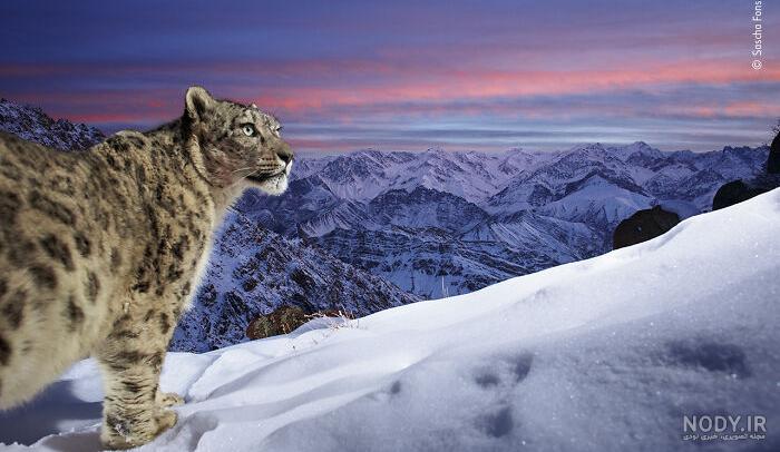 25 Photos To Pick The Wildlife Photographer Of The Year People's ... 25 Photos To Pick The Wildlife Photographer Of The Year People's ...