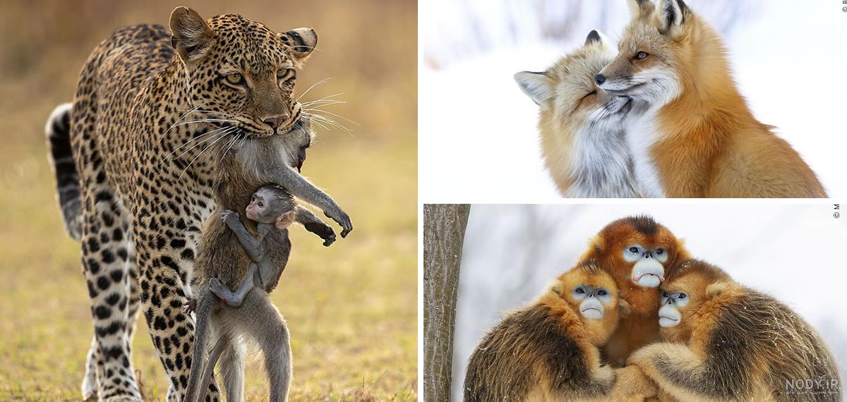 Best Of 2023: 25 Award-Winning Wildlife Photos For Your Inspiration Best Of 2023: 25 Award-Winning Wildlife Photos For Your Inspiration