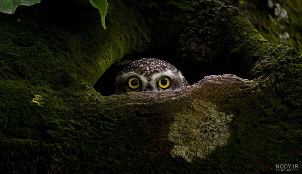 The Wildlife Photographer Of The Year People's Choice Award 2022 ... The Wildlife Photographer Of The Year People's Choice Award 2022 ...