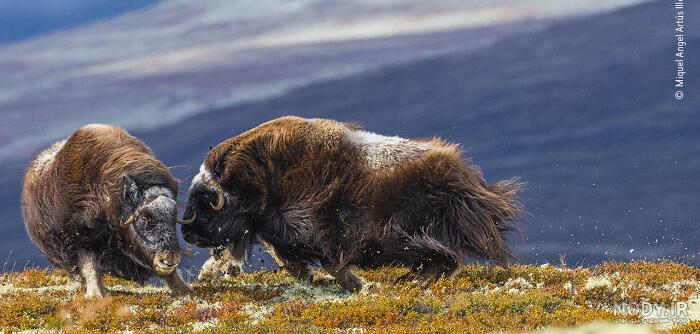 London's Natural History : Les images gagnantes du concours London's Natural History : Les images gagnantes du concours