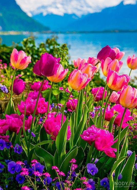50 عکس گل و پروفایل گل زیبا برای واتساپ و تلگرام - Tjoor
