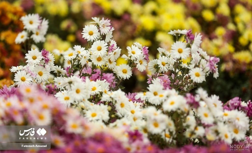 جشنواره گل‌های داوودی - تصاوير بزرگ - بهار نیوز