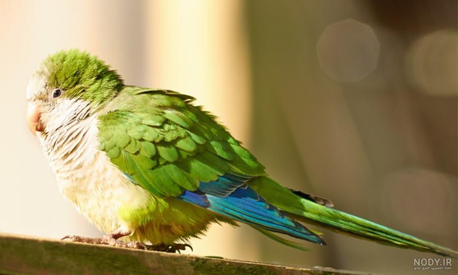 حرف زدن عروس هلندی