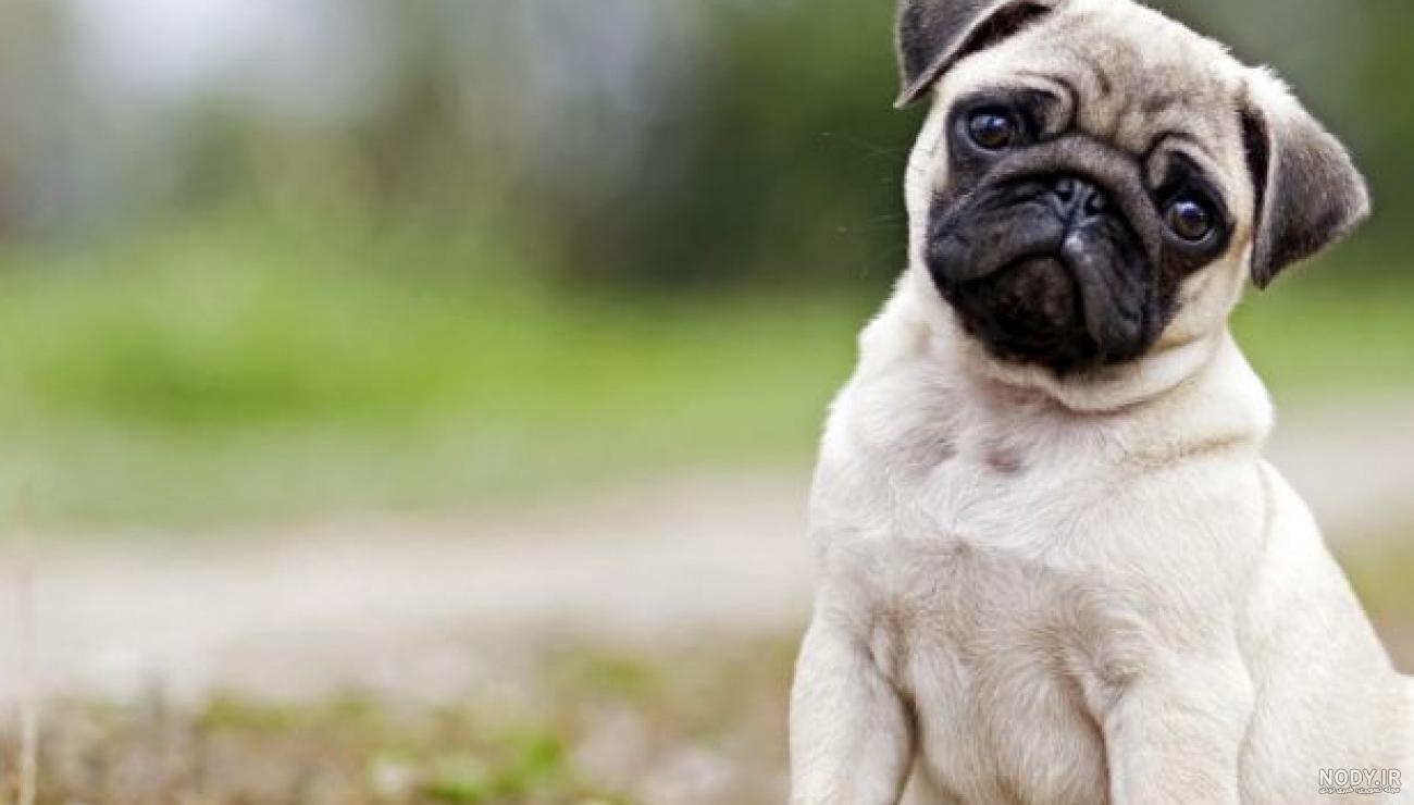 سگ نژاد پاگ (Pug) | ماکی دام سگ نژاد پاگ (Pug) | ماکی دام